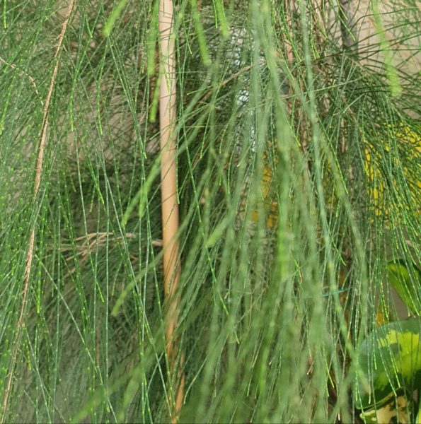 Casuarina: pianta tintoria per ecoprint