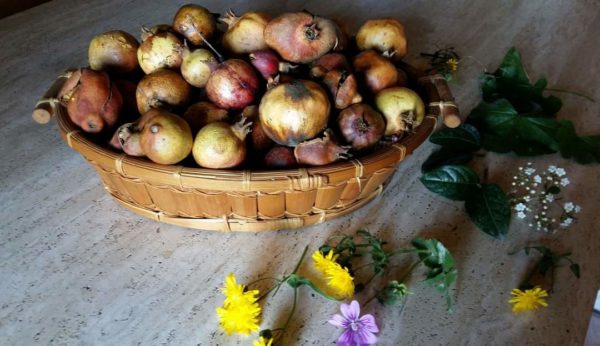 Bucce di melograno per tintura naturale