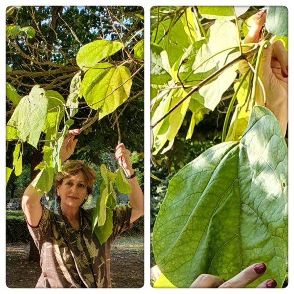 Foglie di catalpa