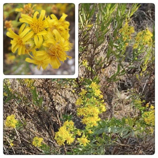 Inula viscosa