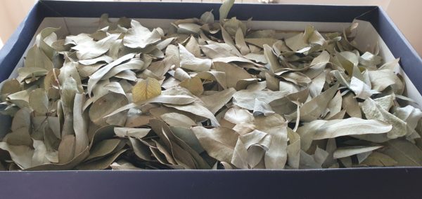 foglie di eucalipto secco