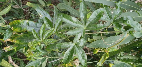 foglia passiflora