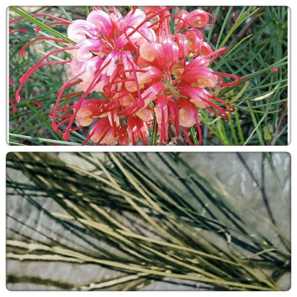 Fiori di grevillea johnsonii