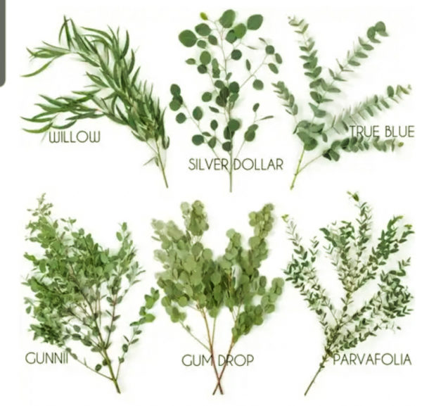 varie specie di eucalipto