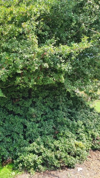 Albero di biancospino