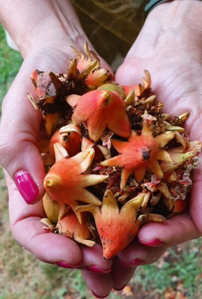 Fiori raccolti a terra