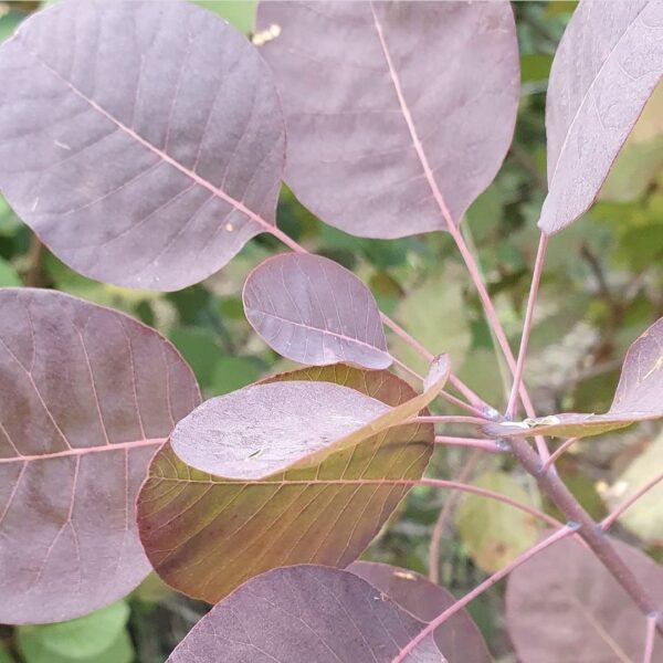 foglie cotinus