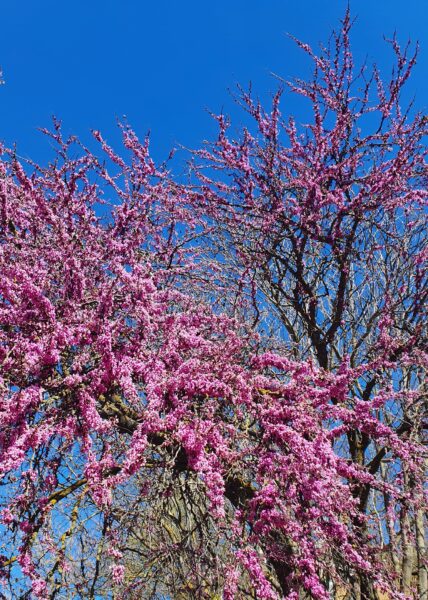 Fiori dell'albero di Giuda