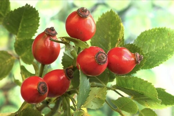 Bacche di rosa canina