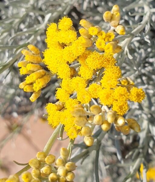 Fiori di elicriso