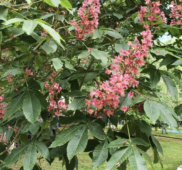 Foglie e fiori di Ippocastano