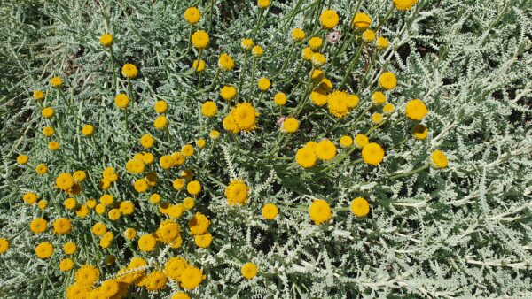 Fiori di santolina