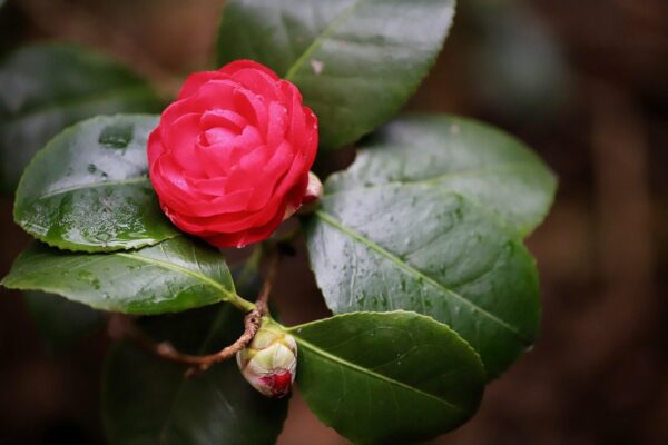 Camelia in fiore