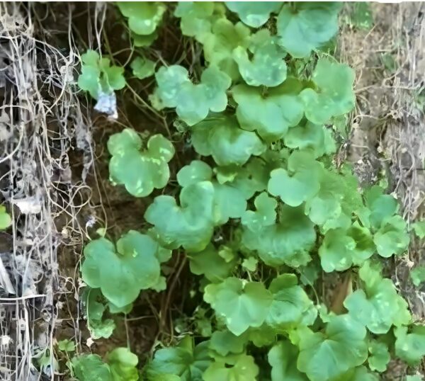 foglie di cymbalaria muralis