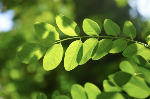 Foglia di robinia pseudoacacia