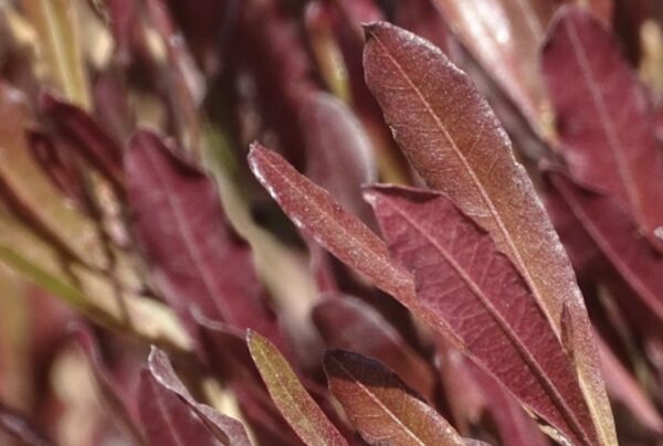 foglie della dodonea purpurea