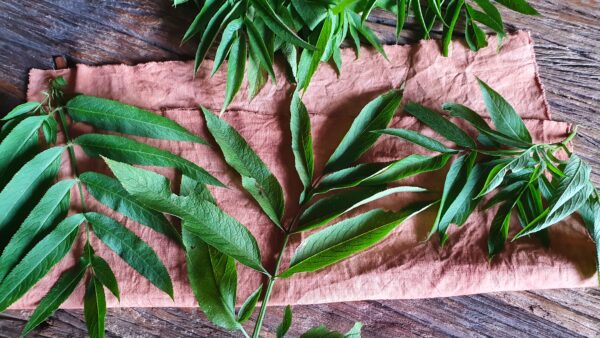 sambucus ebulus foglie