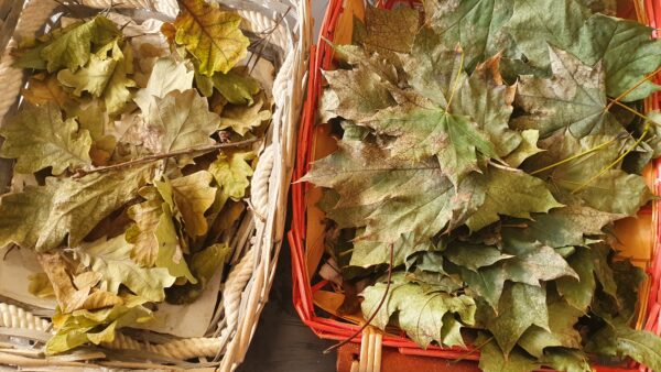 raccolta foglie per l'inverno