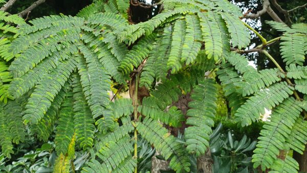 foglie di Albizia