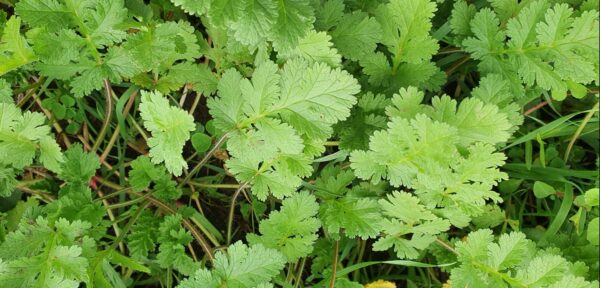 Foglie di Erodium Ciconium