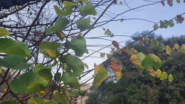 Ultime foglie di Cercis Siliquastrum