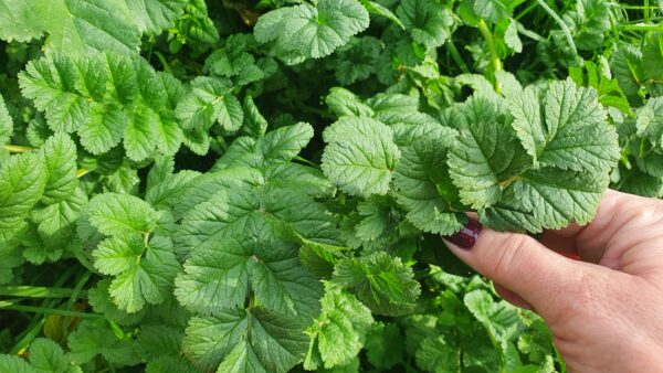 Foglie di Erodium Moschatum