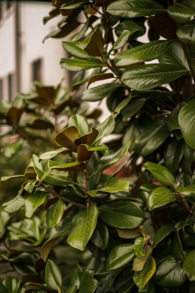 Albero magnolia con foglie
