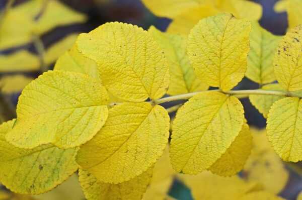 Foglie di rosa rugosa