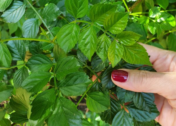 Bignonia capensis foglie