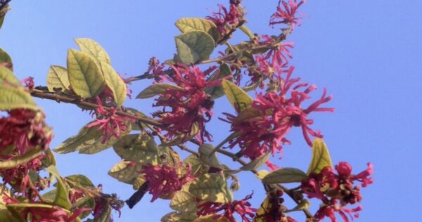 fiore di loropetalum