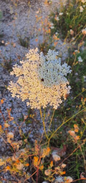 Fiore di carota