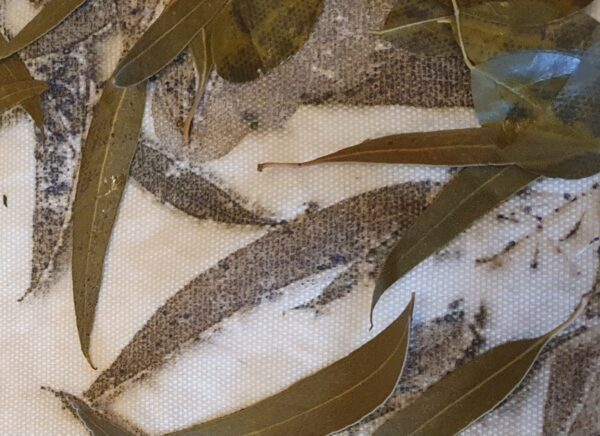 Eucalipto con stampa in autunno, ricco di tannini Eucalipto con stampa in autunno, ricco di tannini
